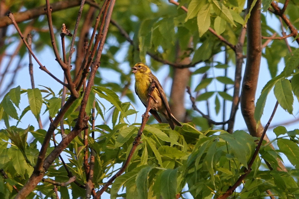 European Serin - Thomas Gibson