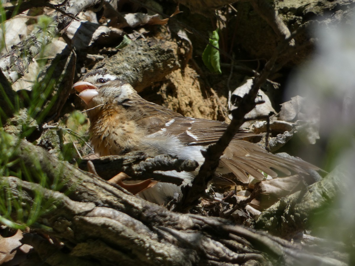 Cardinal à poitrine rose - ML619634934