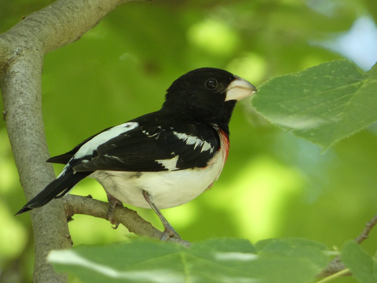 Rose-breasted Grosbeak - PJ M