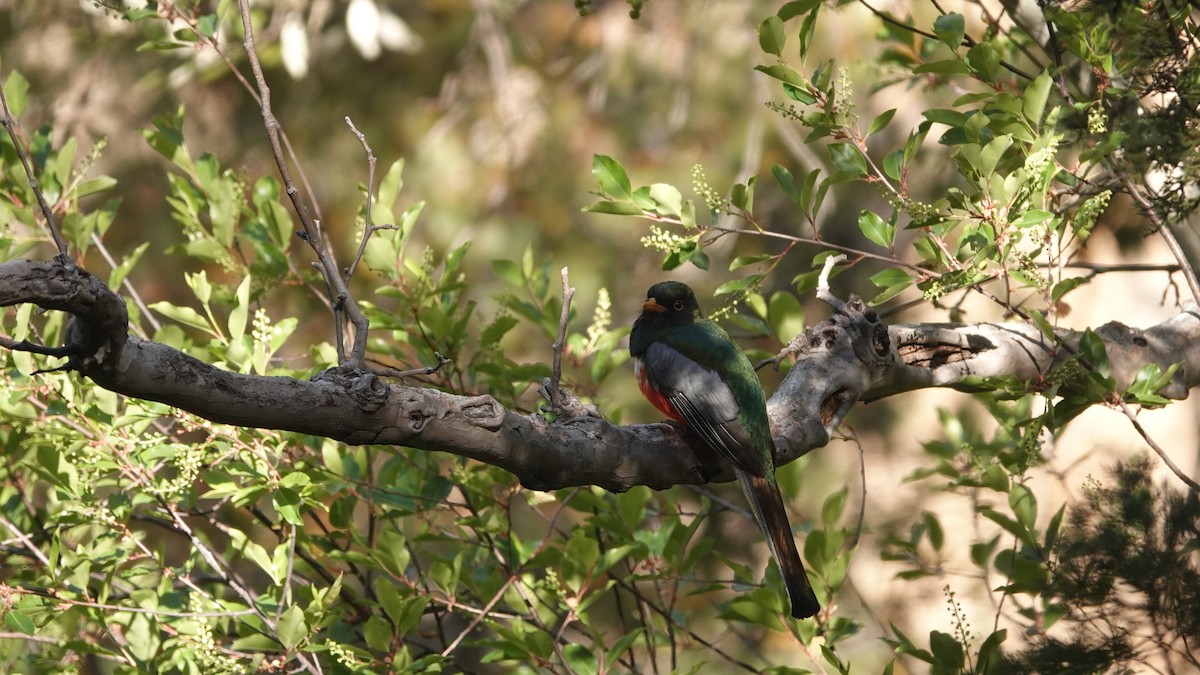 Elegant Trogon - ML619634940