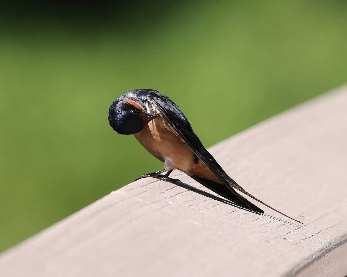 Barn Swallow - ML619634944