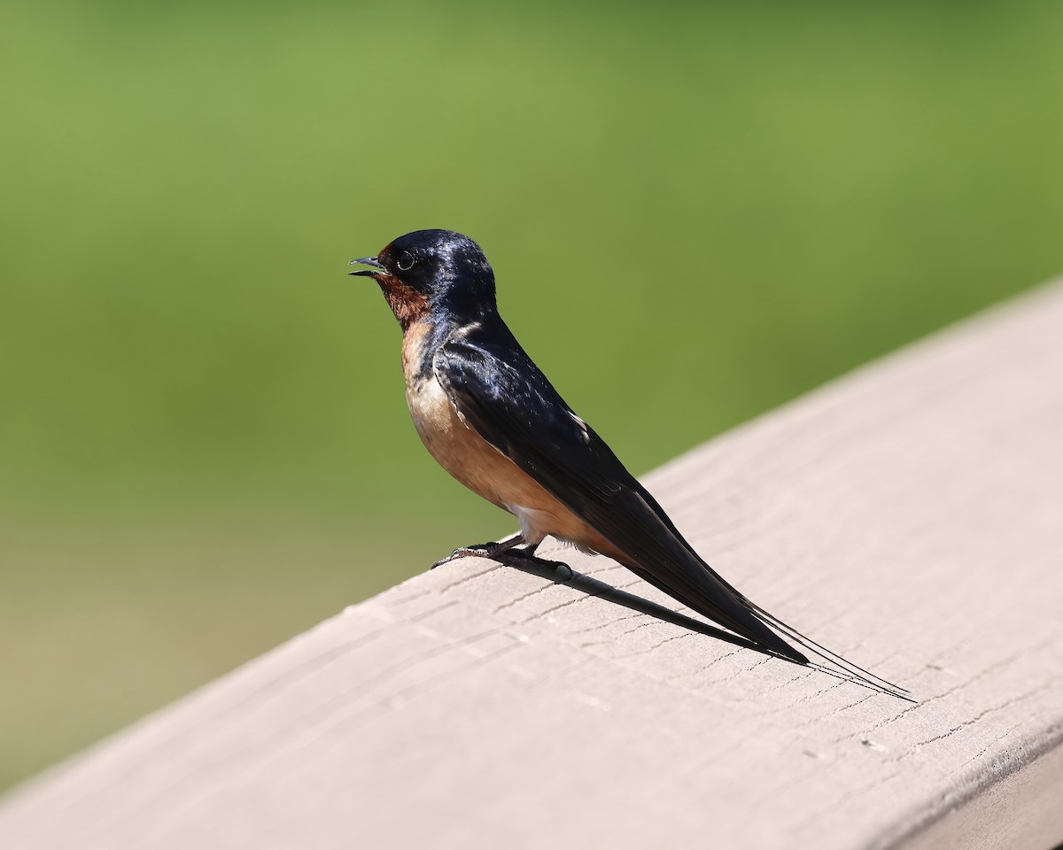 Barn Swallow - ML619634945