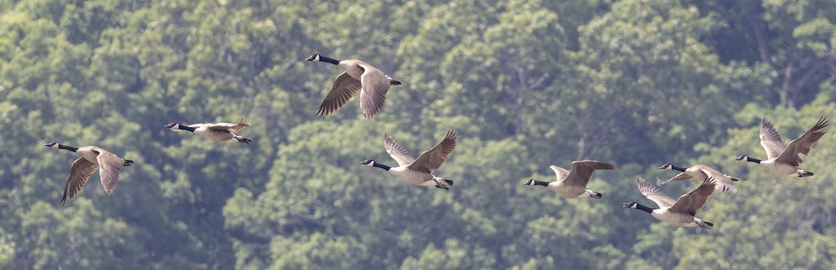 Canada Goose - Iris Kilpatrick