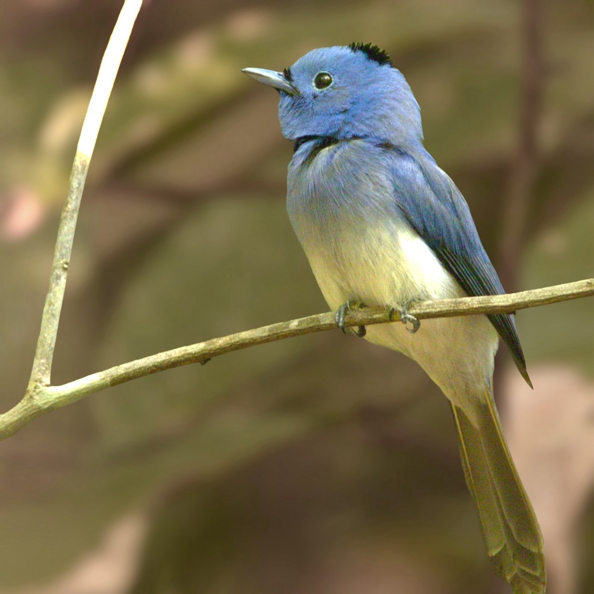 Black-naped Monarch - Joseph Jacks