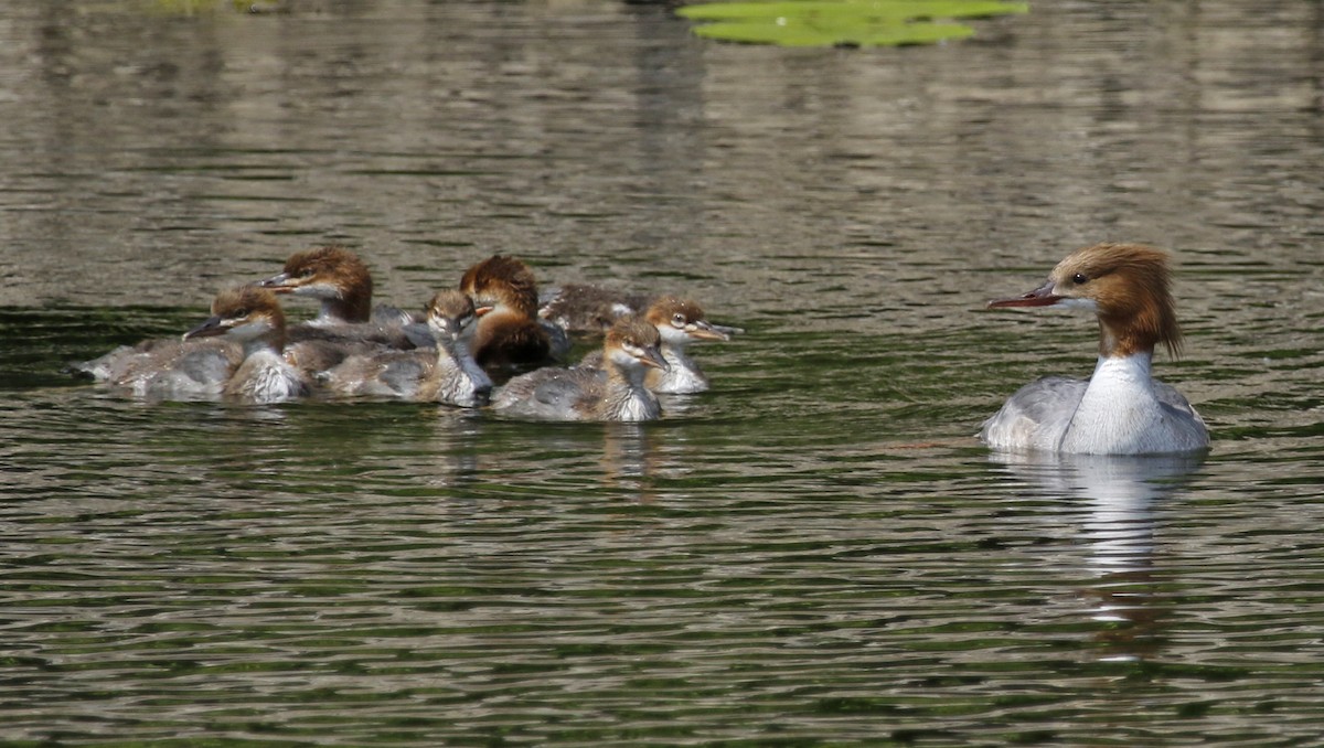 Common Merganser - Geert Bouke Kortleve