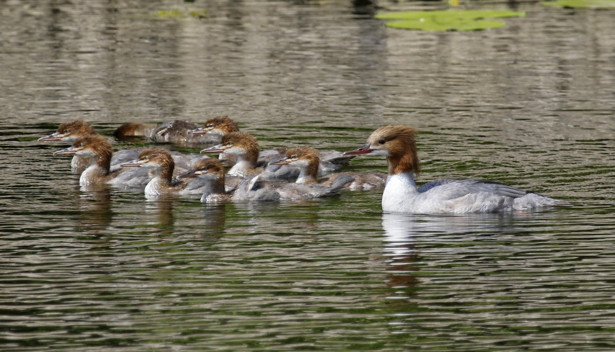 Common Merganser - Geert Bouke Kortleve