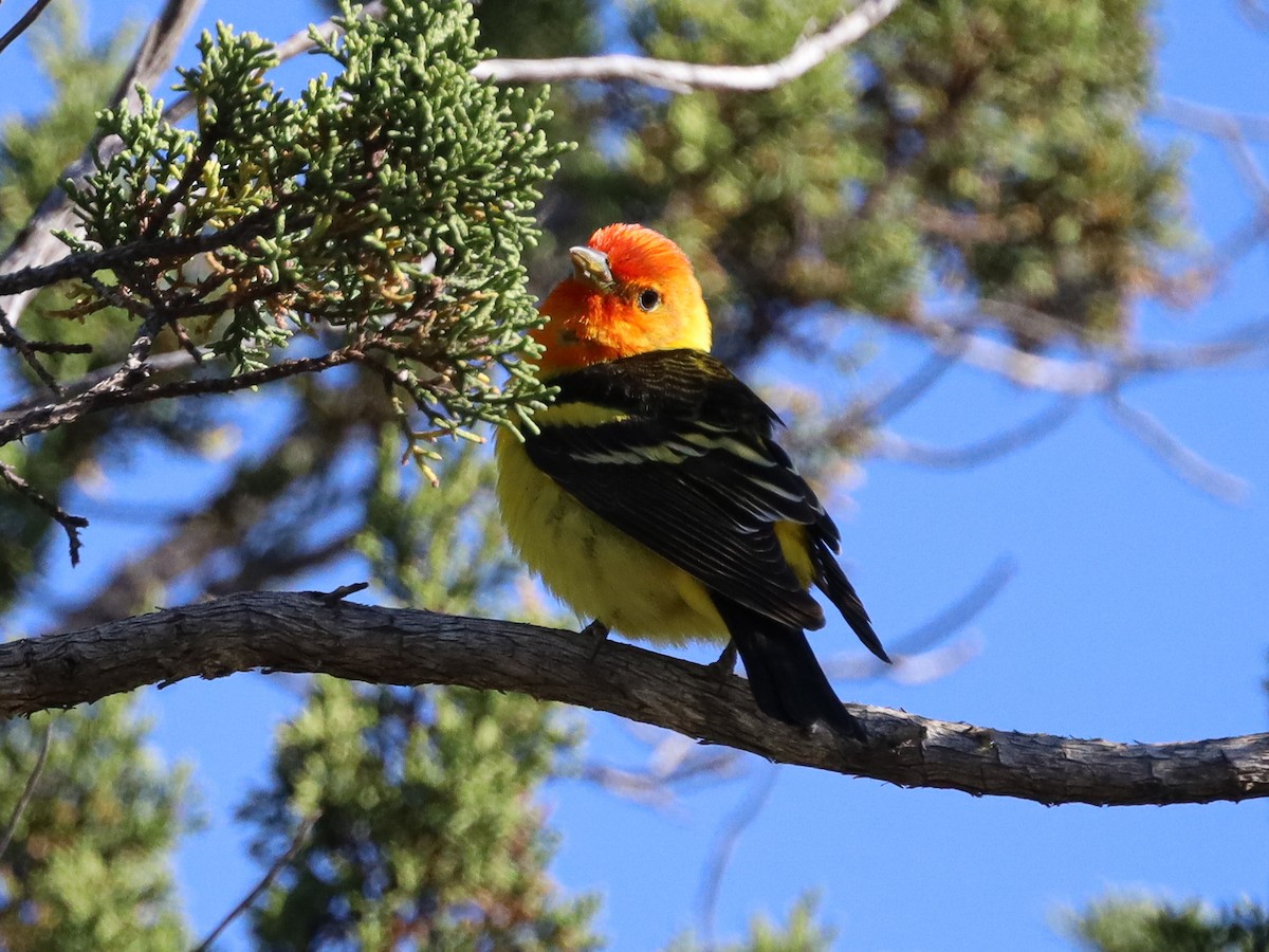 Western Tanager - Michelle Rucker