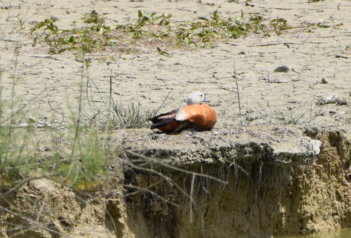 Ruddy Shelduck - ML619634956