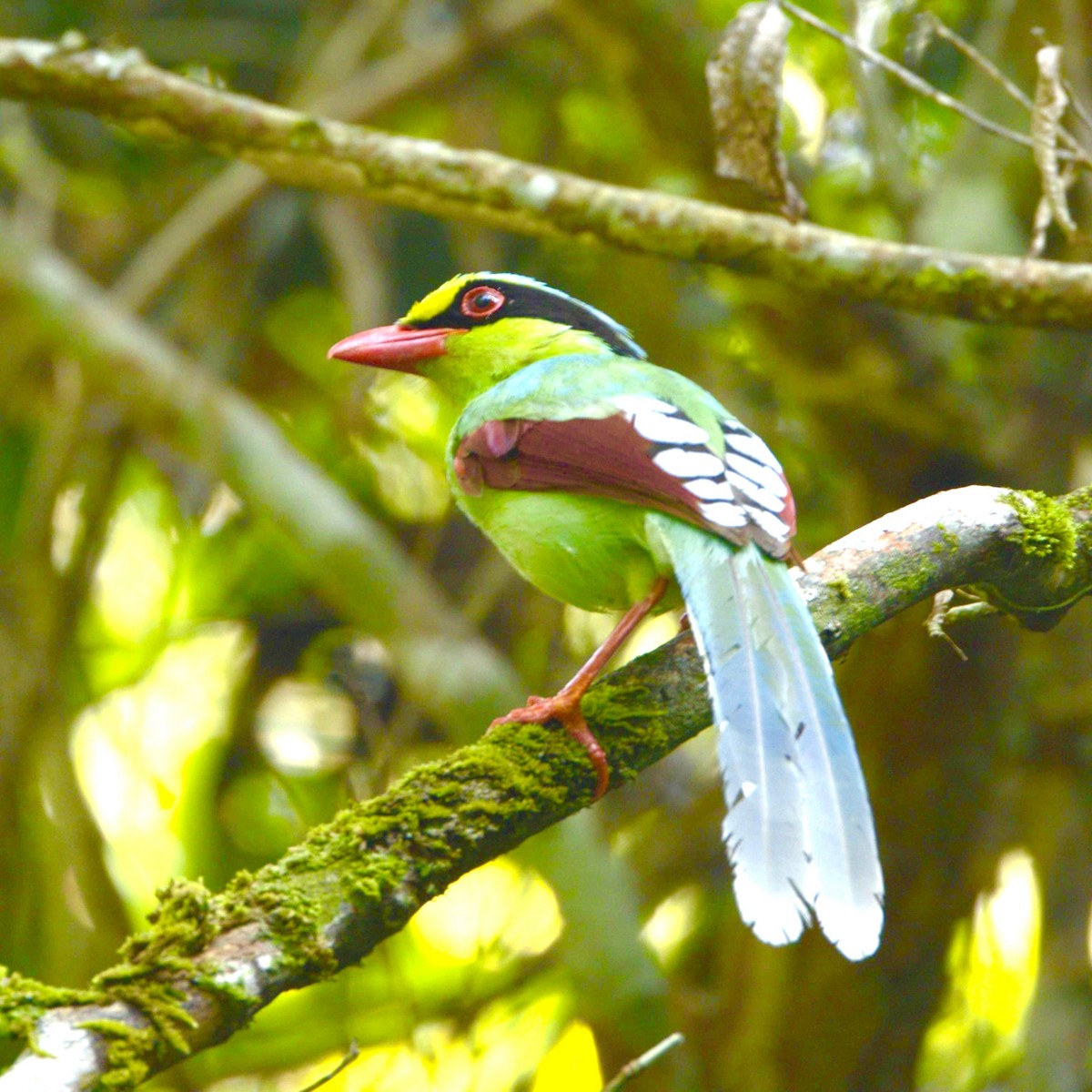 kraska zelenavá - ML619634962