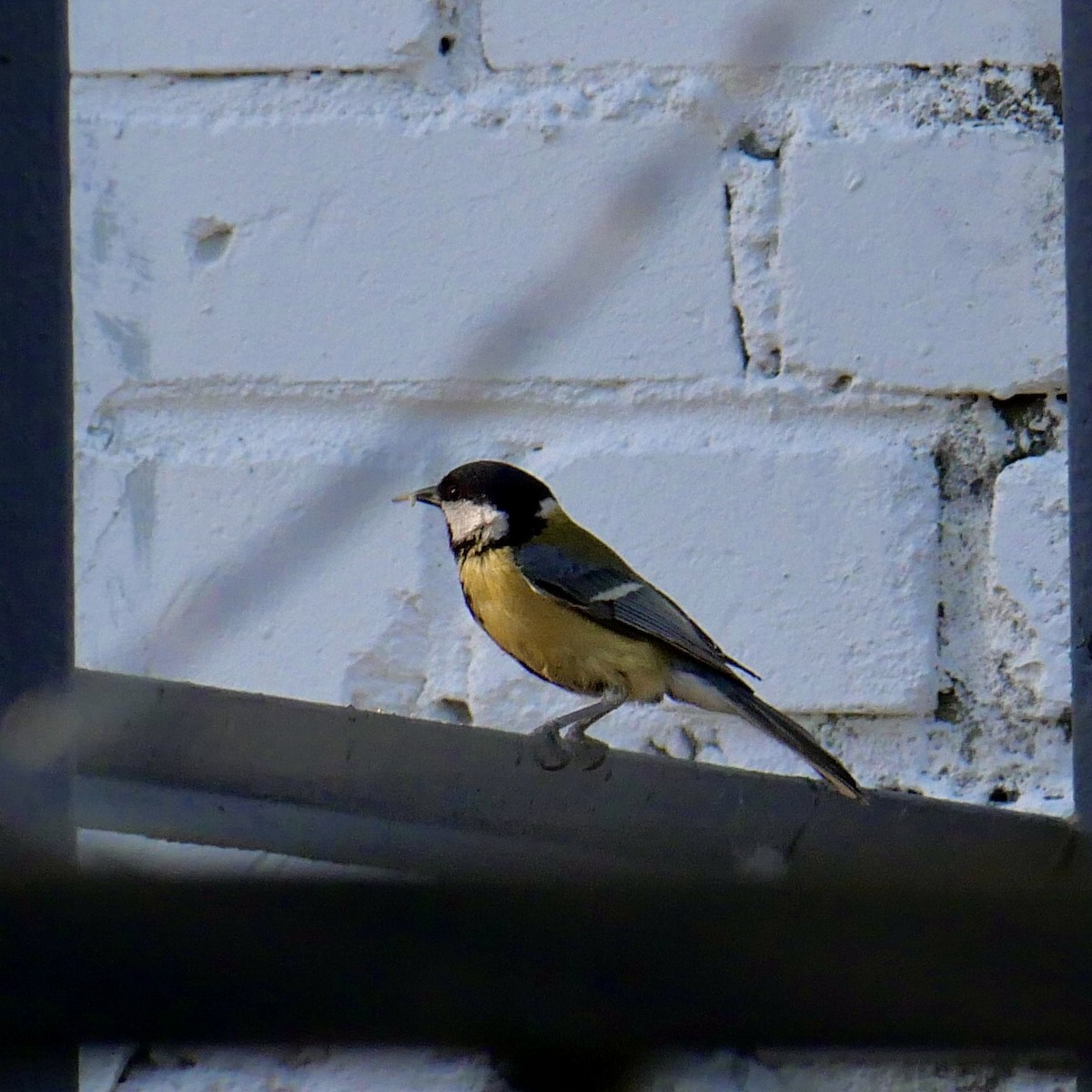 Great Tit - Anonymous