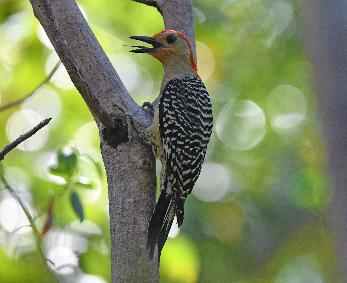 Red-bellied Woodpecker - ML619634968