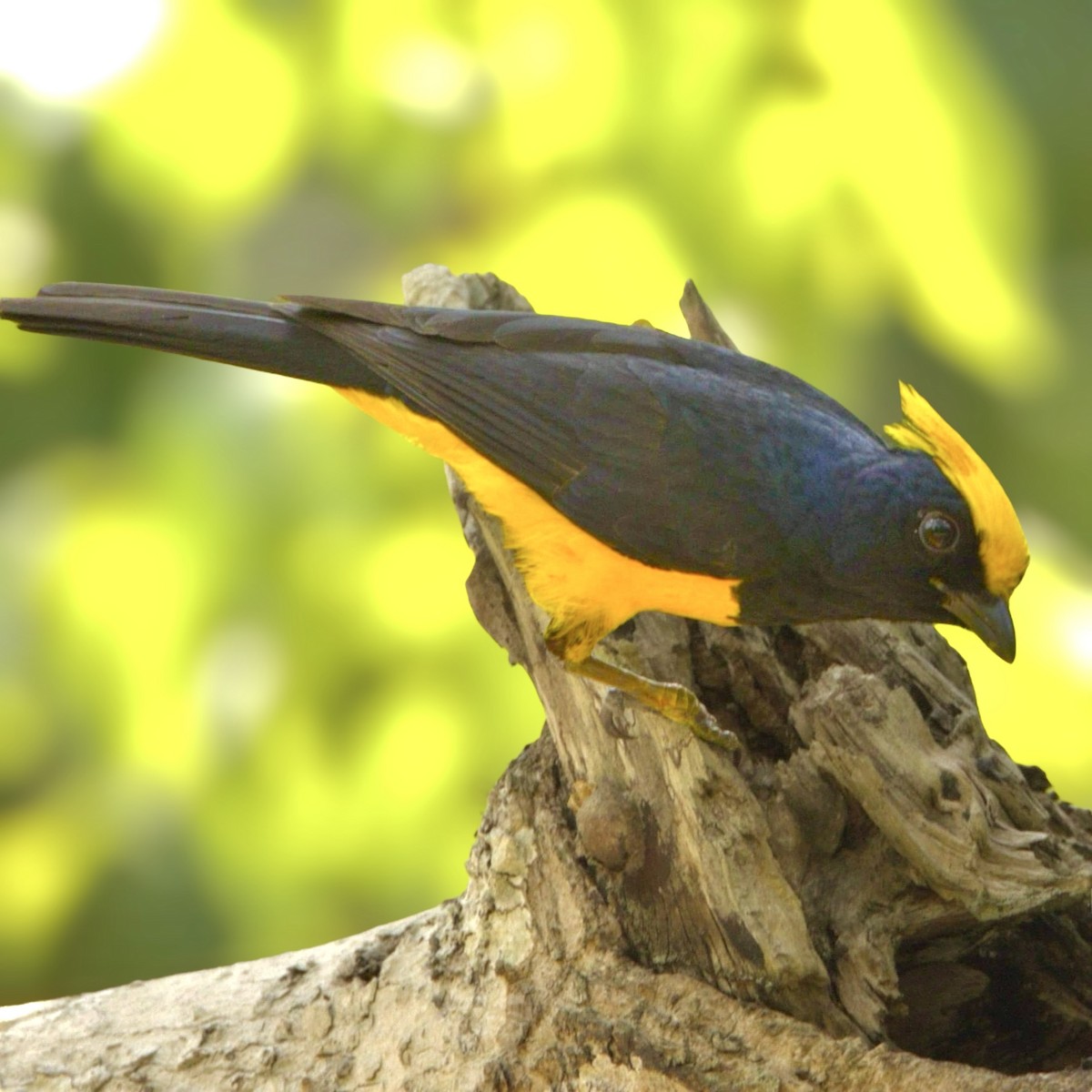 sýkora nádherná - ML619634974