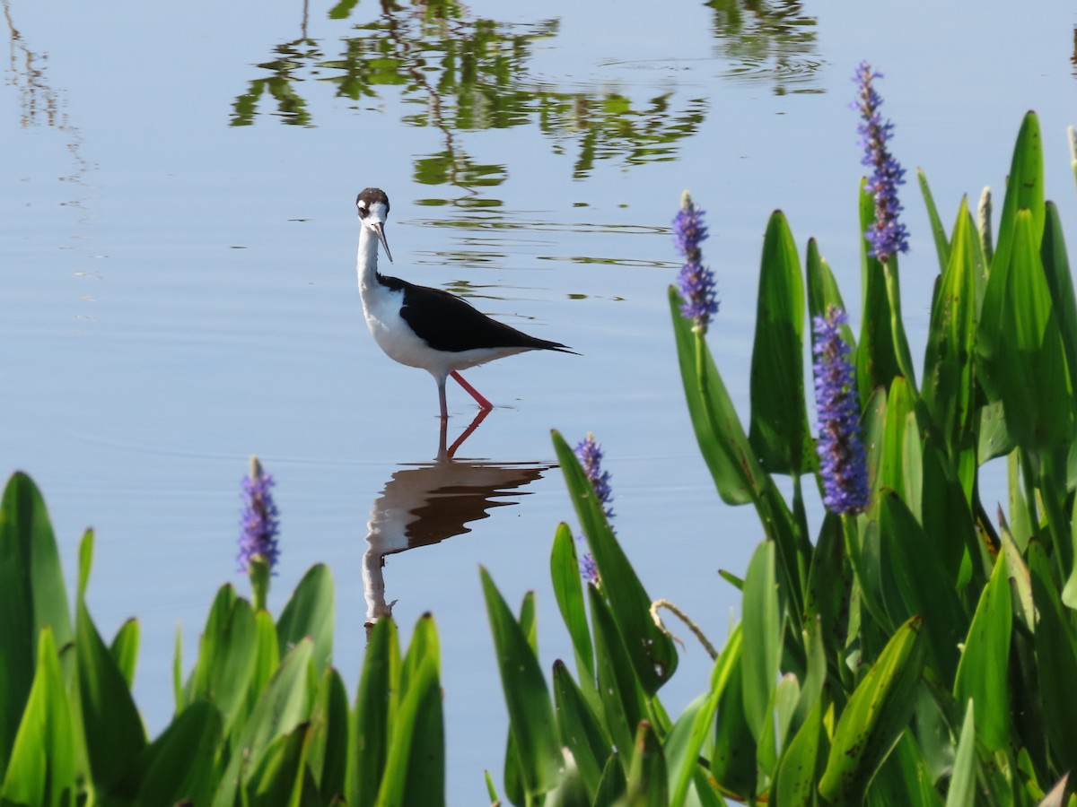 Black-necked Stilt - Susan Young