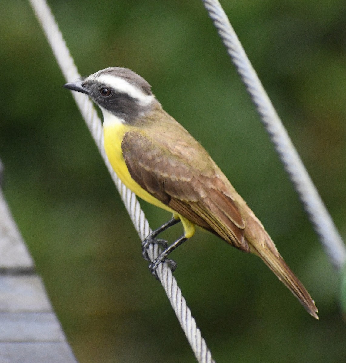 Great Kiskadee - Edward Clark