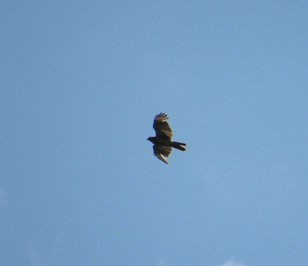 Red-shouldered Hawk - Timothy Blanchard