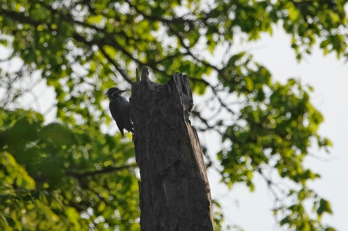 Eurasian Three-toed Woodpecker - Thomas Gibson