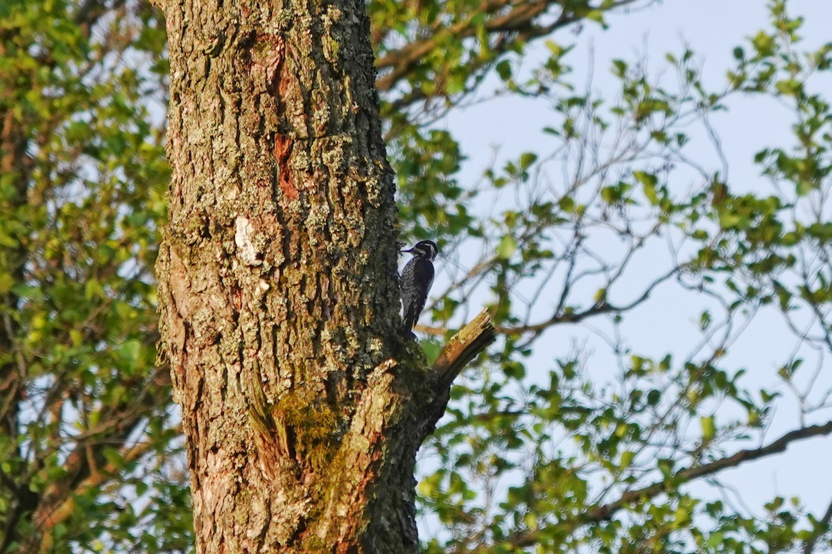 Eurasian Three-toed Woodpecker - Thomas Gibson