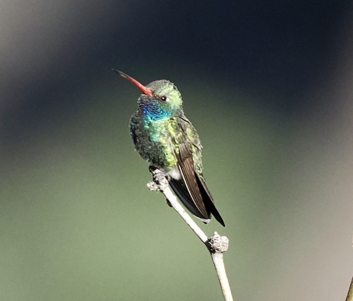 Broad-billed Hummingbird - Rishab Ghosh