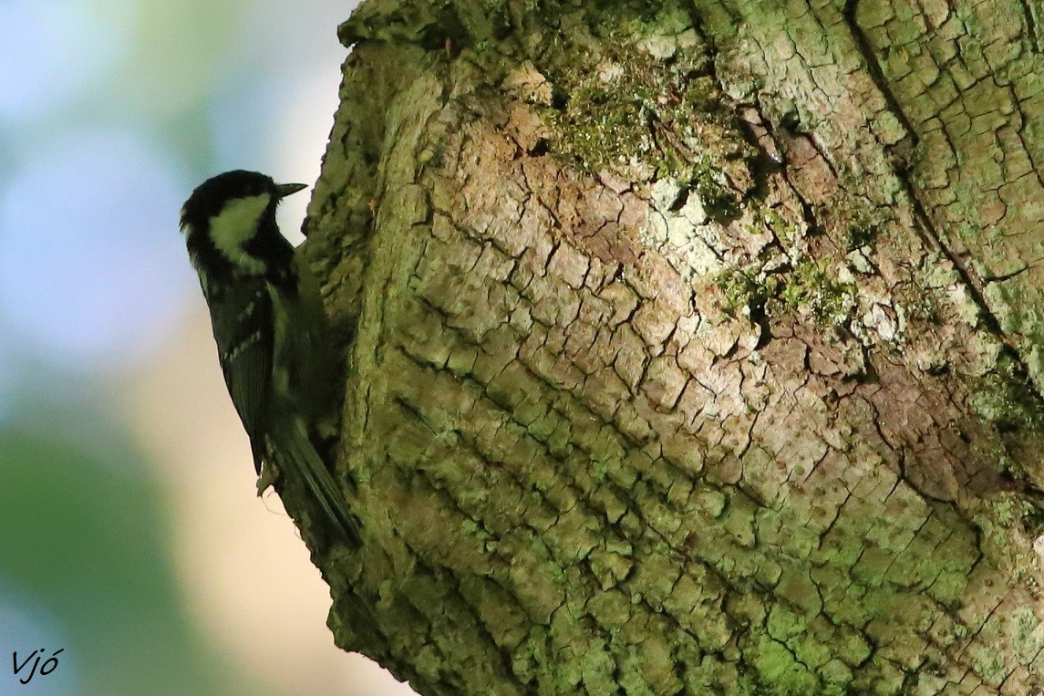 Coal Tit - Lluís Vilamajó