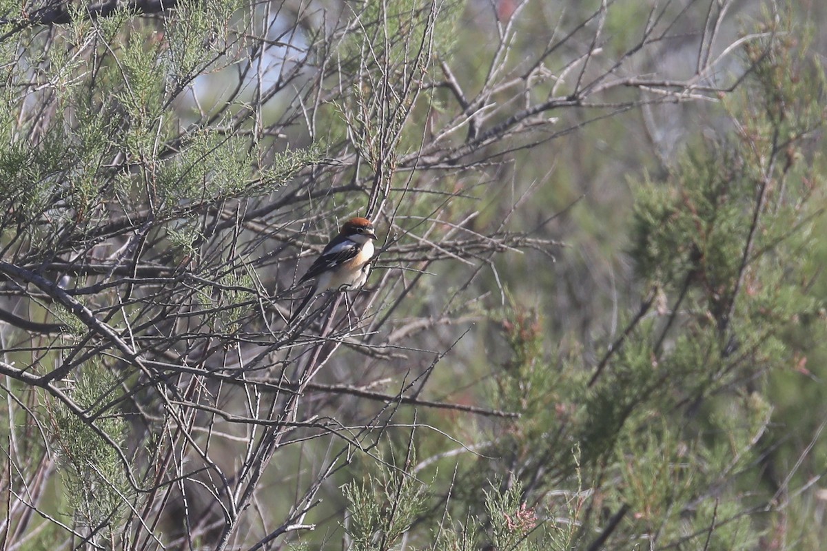 Woodchat Shrike - Thomas Galewski