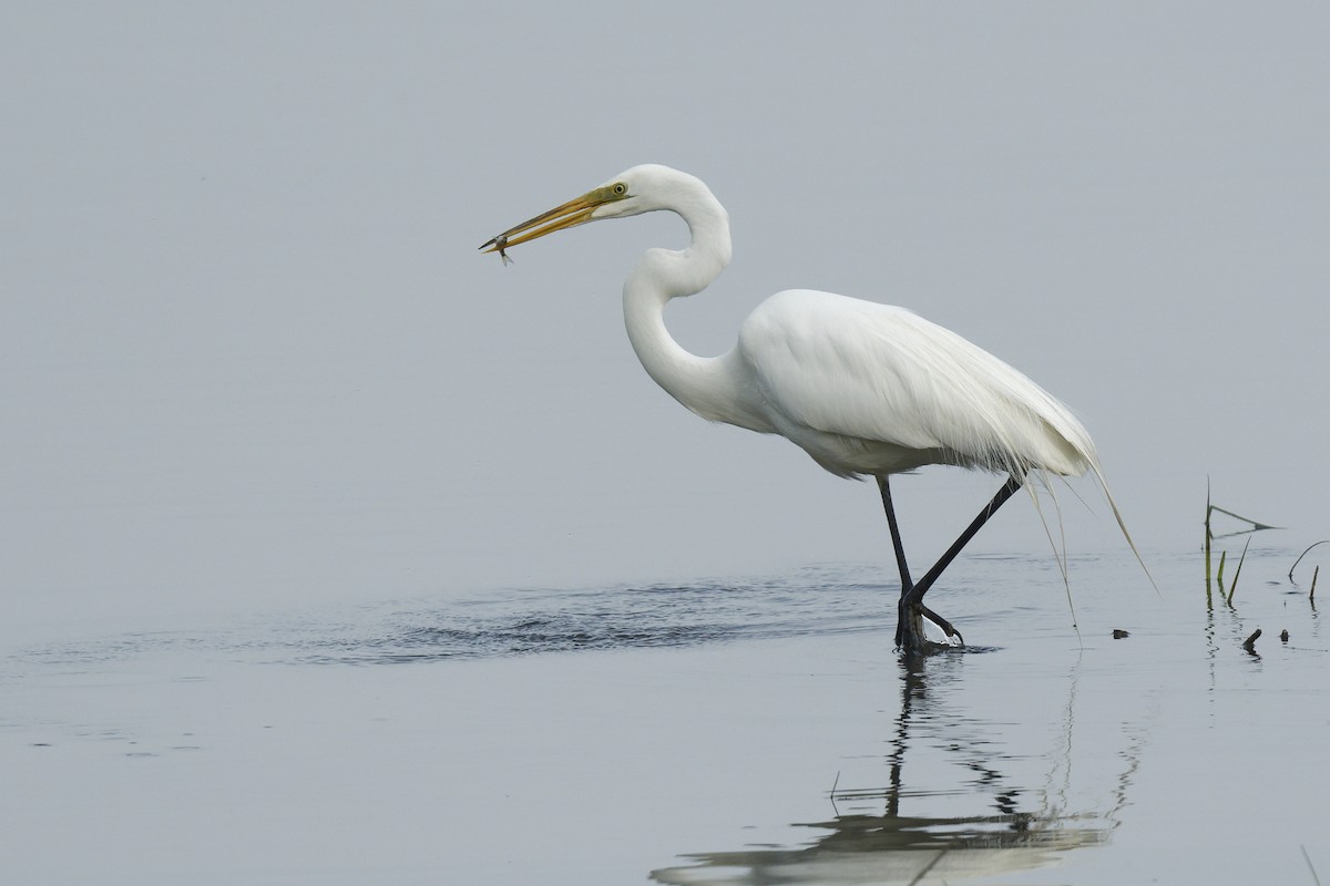 Great Egret - Michel Letendre