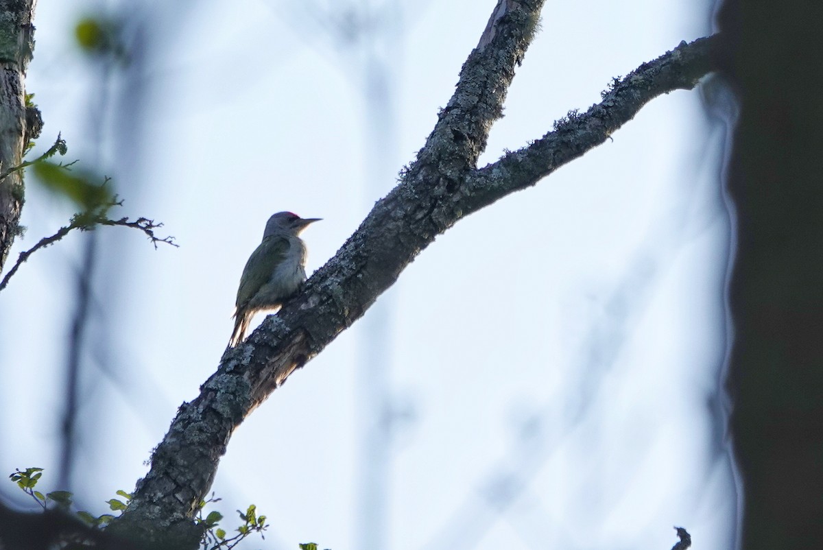 Gray-headed Woodpecker - Thomas Gibson