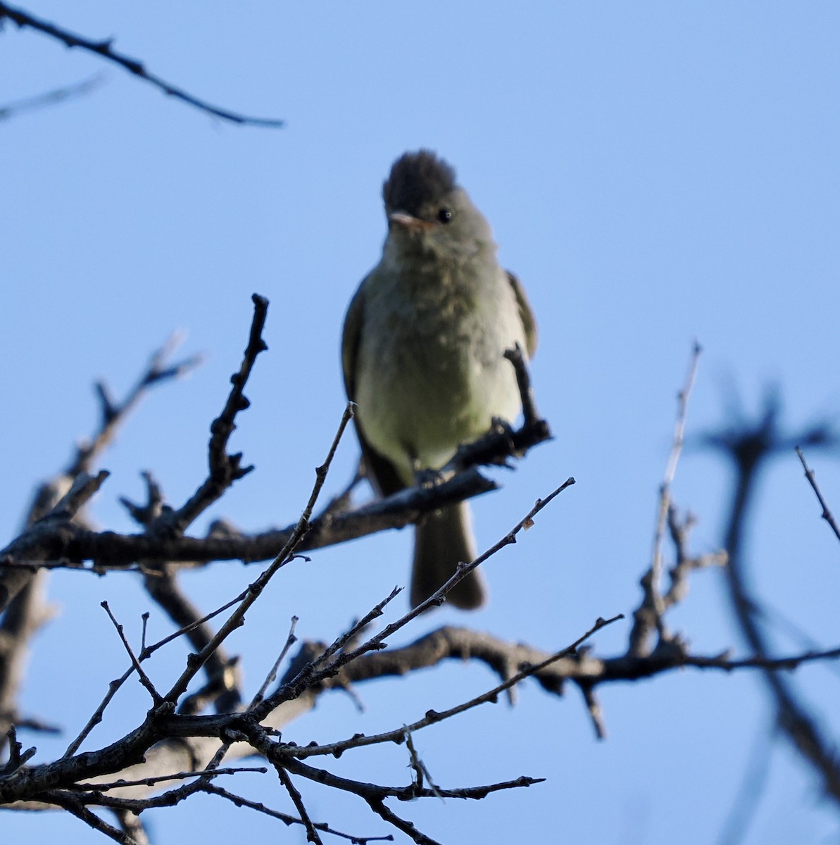 Northern Beardless-Tyrannulet - Rishab Ghosh