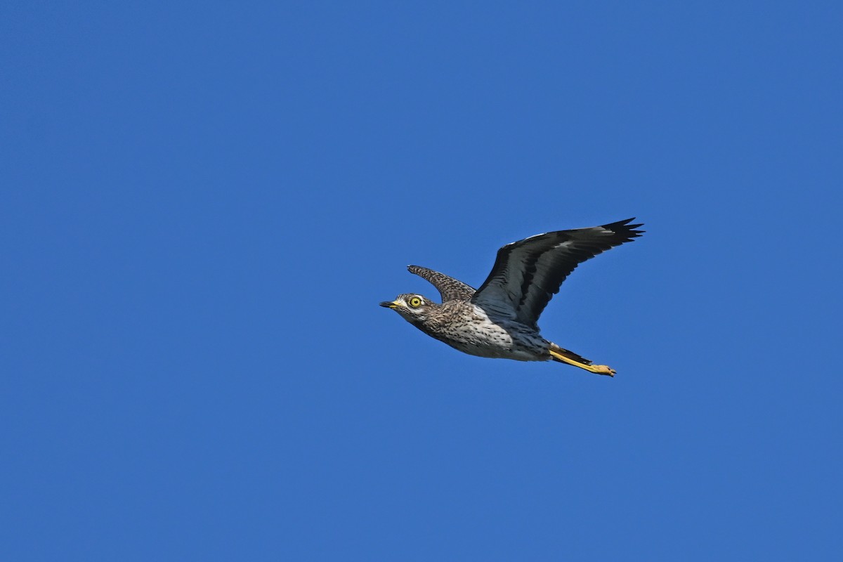 Spotted Thick-knee - ML619635021