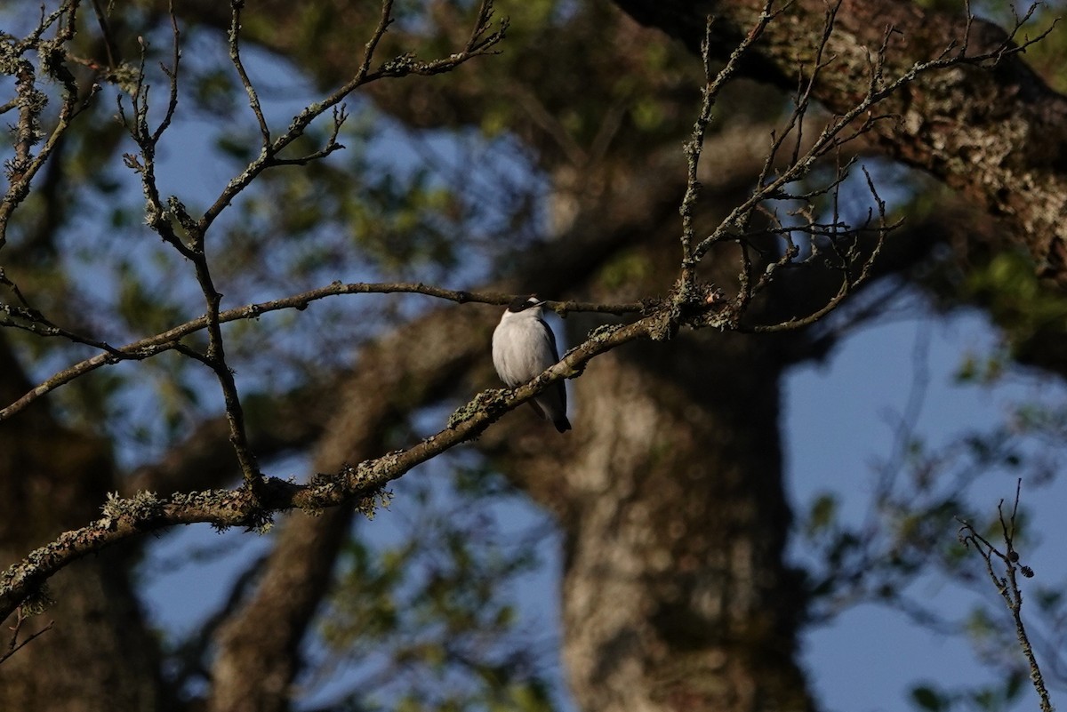 Collared Flycatcher - Thomas Gibson