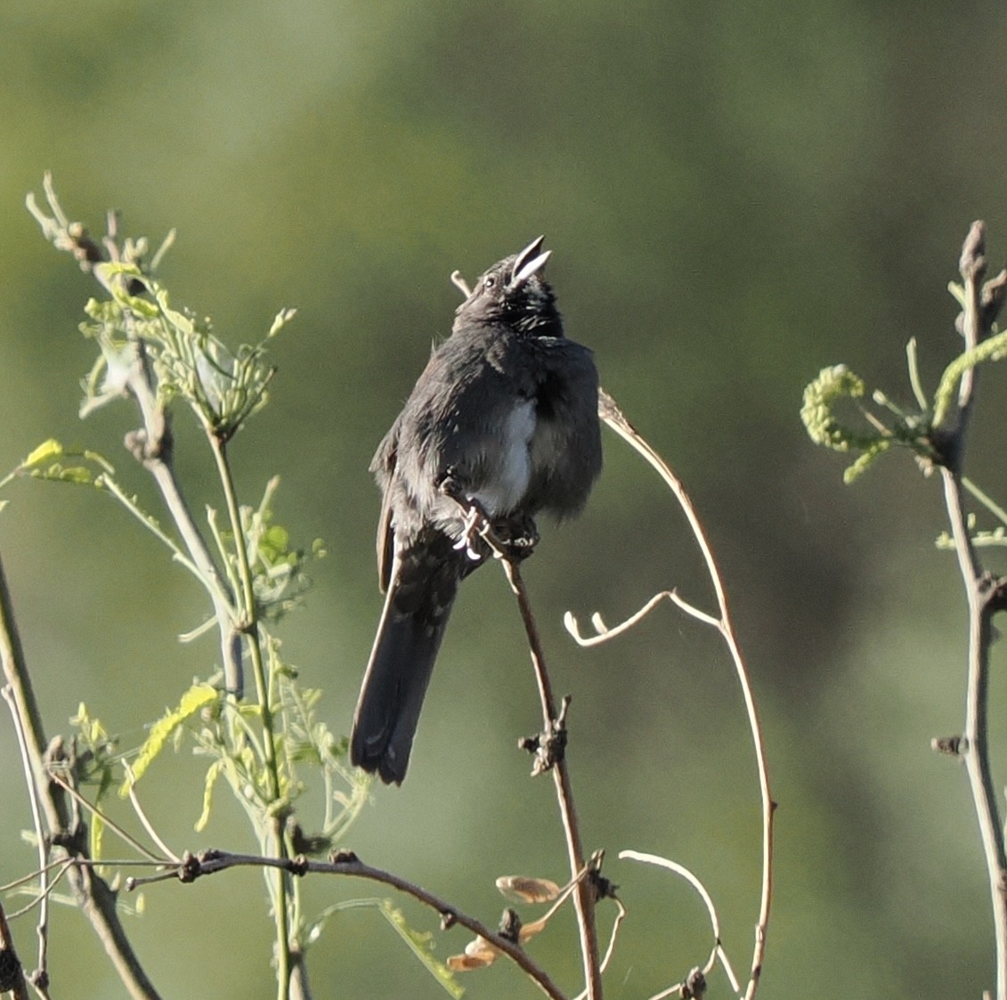 Five-striped Sparrow - Rishab Ghosh