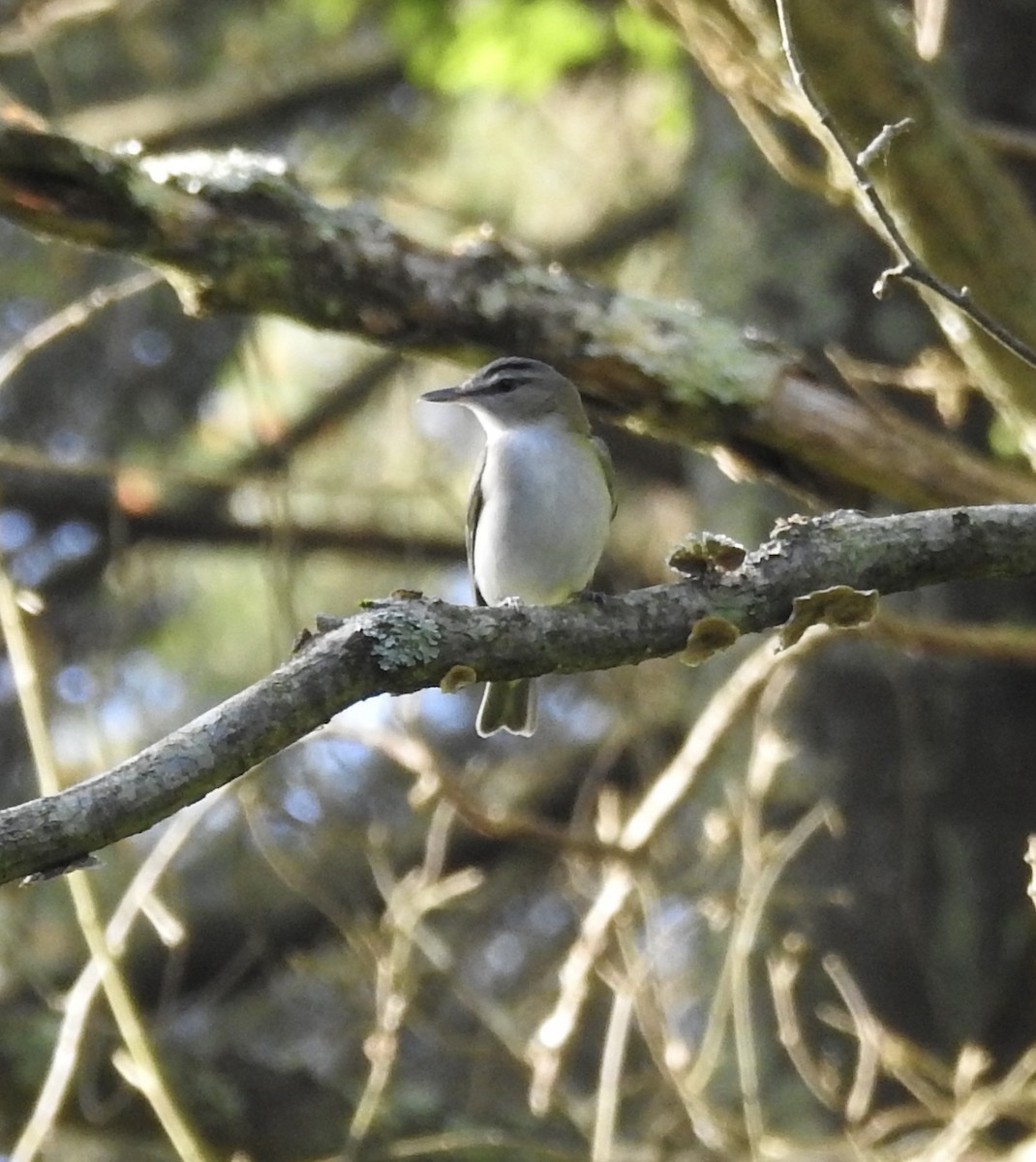 Kızıl Gözlü Vireo - ML619635032