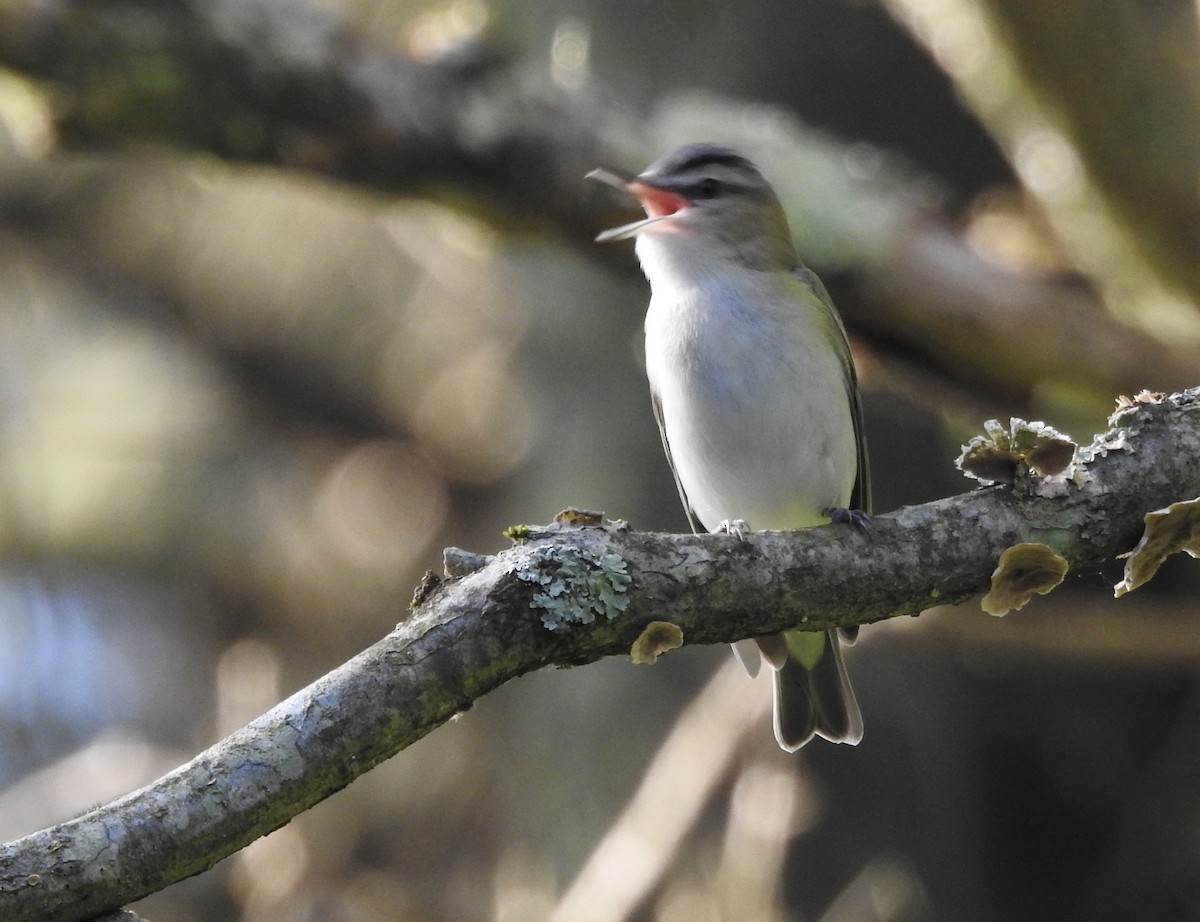 rødøyevireo - ML619635034