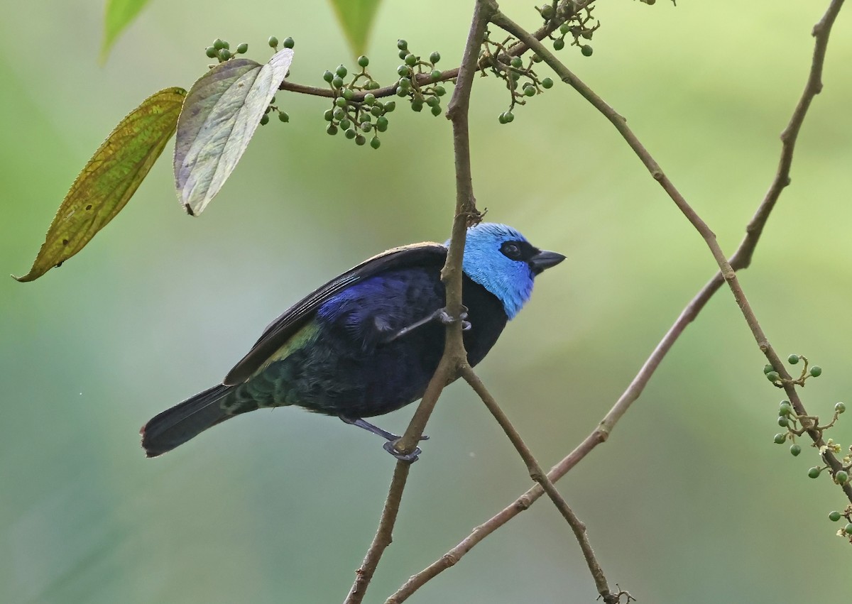 Blue-necked Tanager - Michael Smith