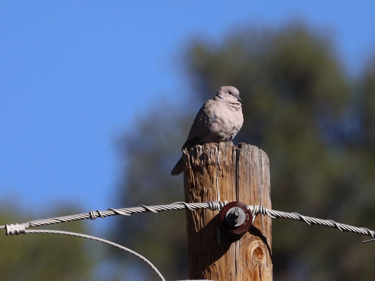 Eurasian Collared-Dove - Michelle Rucker