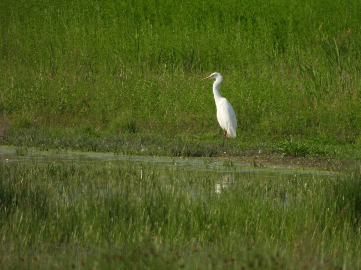 Great Egret - Zuzana Kobesova