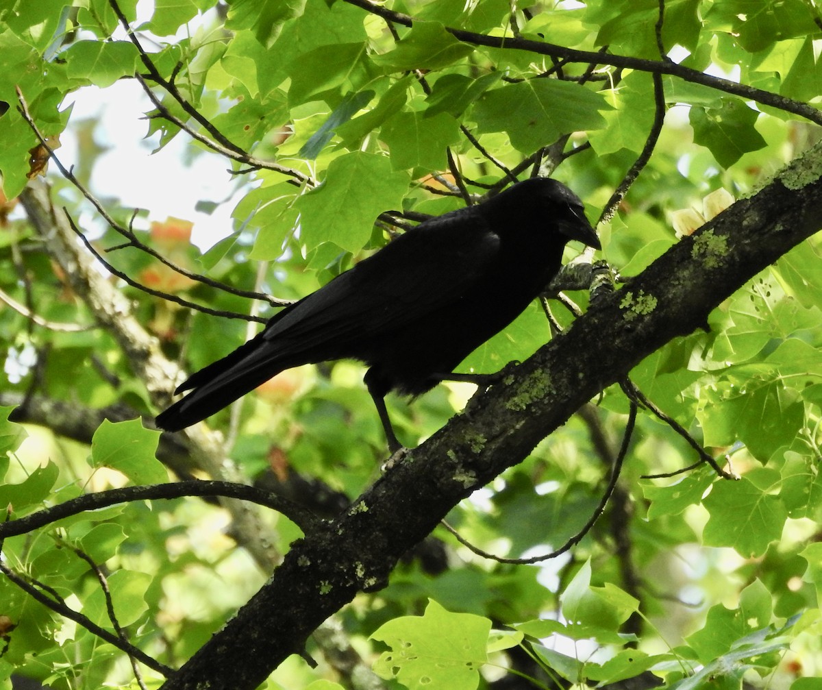 American Crow - ML619635045