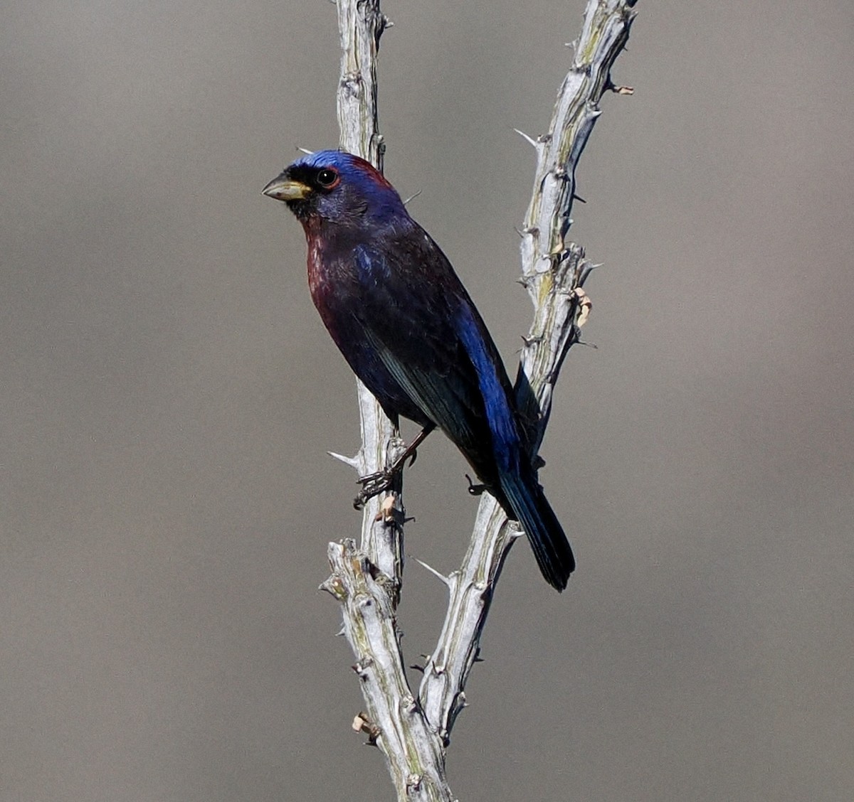 Varied Bunting - Rishab Ghosh