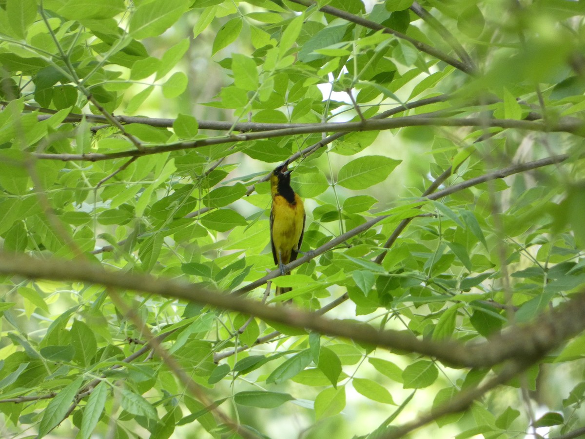 Orchard Oriole - ML619635051