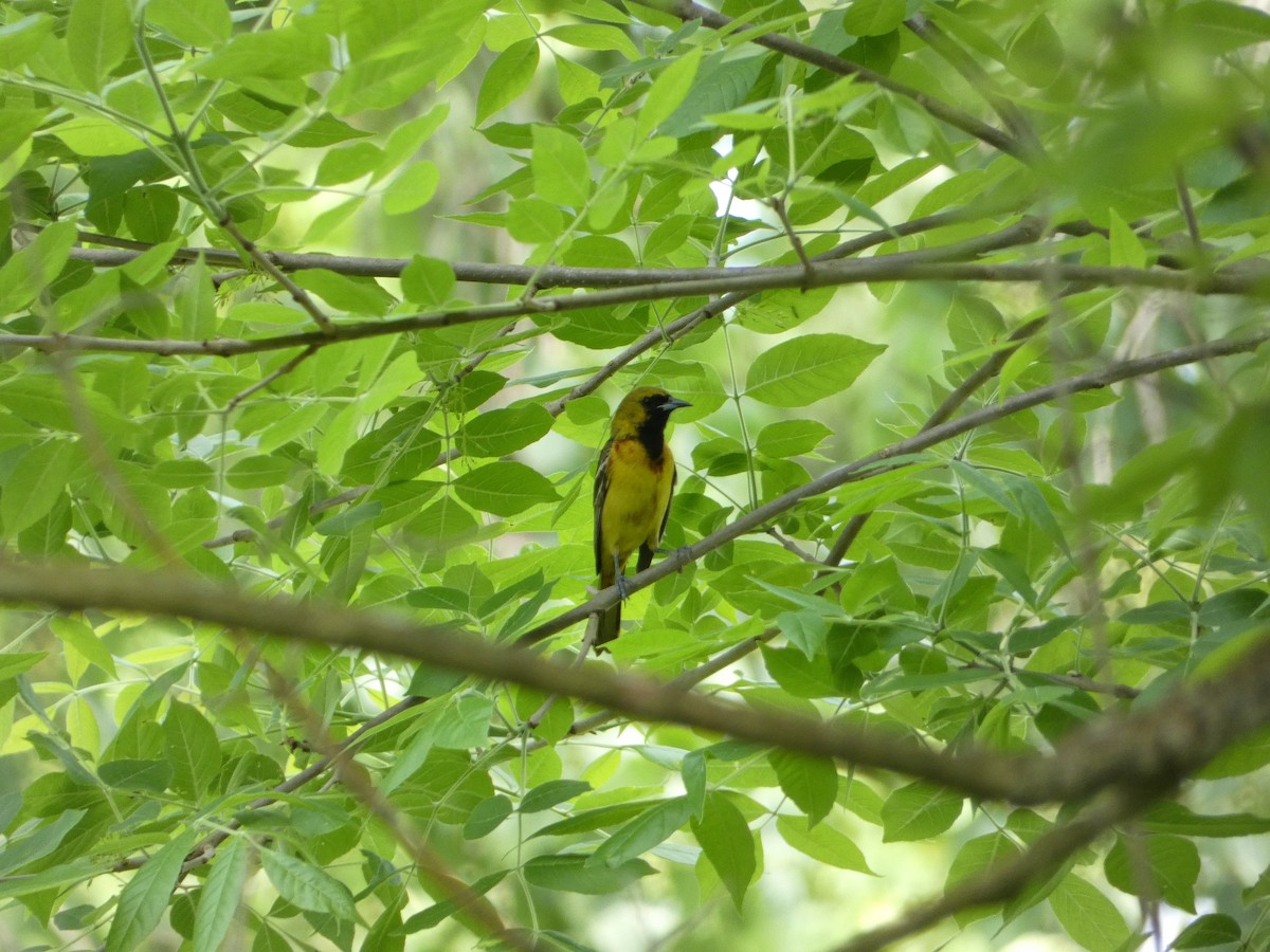 Orchard Oriole - ML619635052