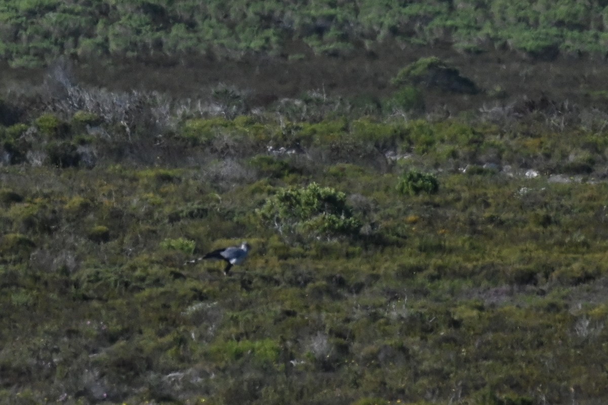 Secretarybird - ML619635053