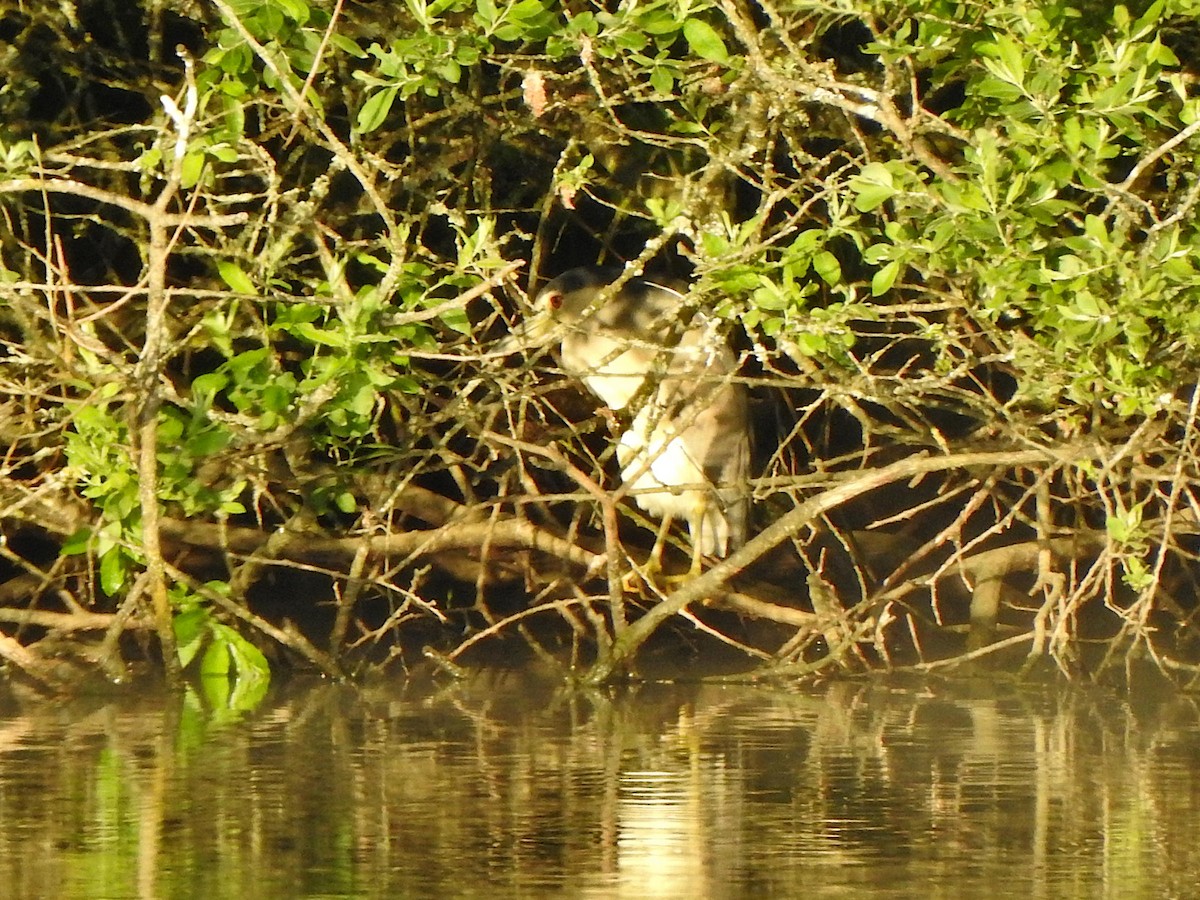 Black-crowned Night Heron - ML619635054