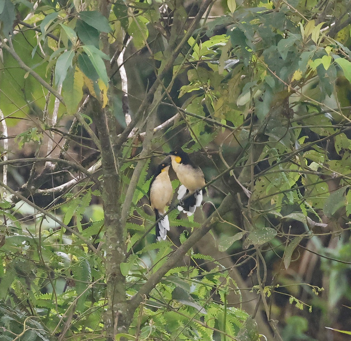 Black-capped Donacobius - Michael Smith