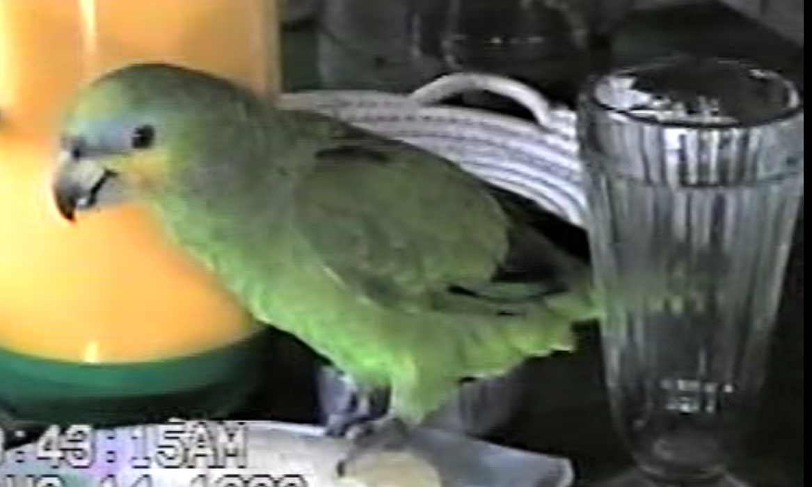Orange-winged Parrot - Jeff Smith