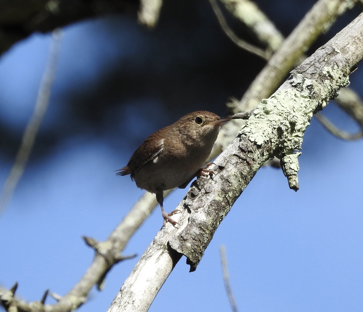 House Wren - Robert Mills