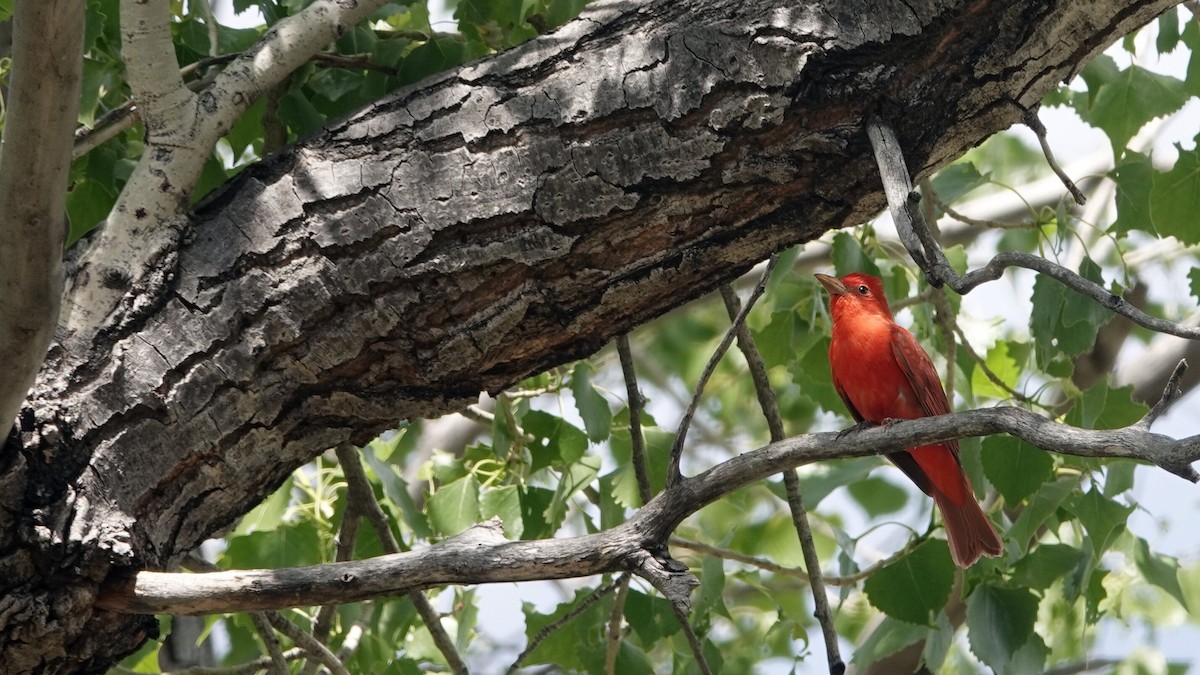 Summer Tanager - leo wexler-mann