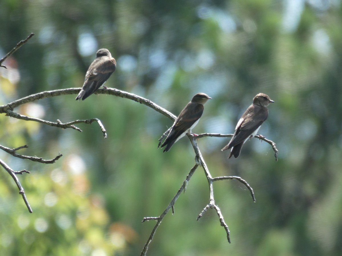 Northern Rough-winged Swallow - ML619635061