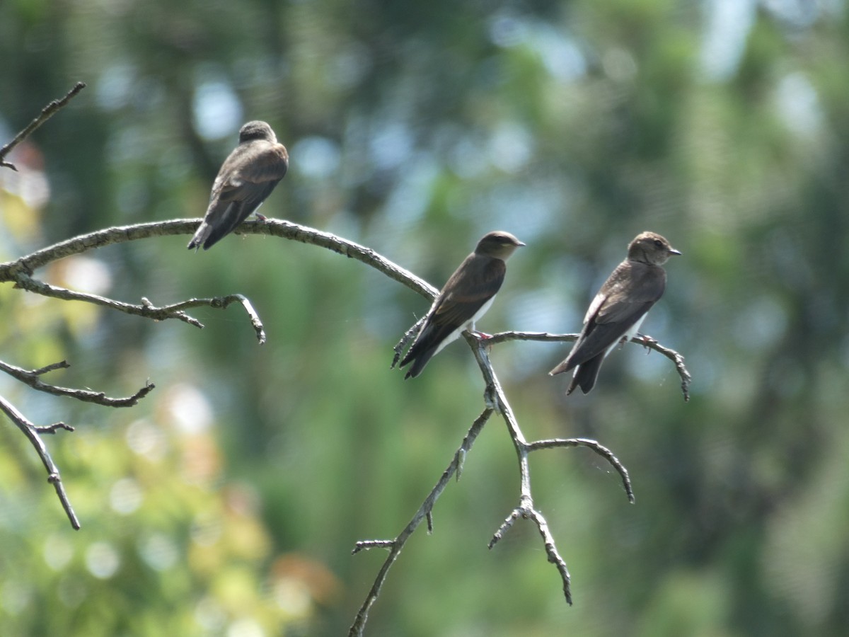 Northern Rough-winged Swallow - Patrick Baines