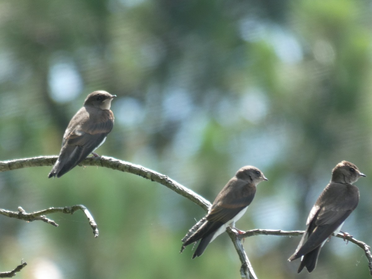 Northern Rough-winged Swallow - ML619635062