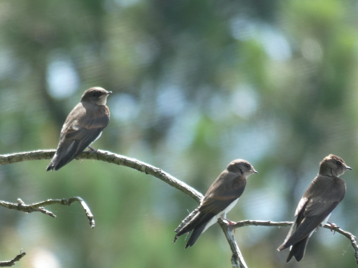 Hirondelle à ailes hérissées - ML619635062