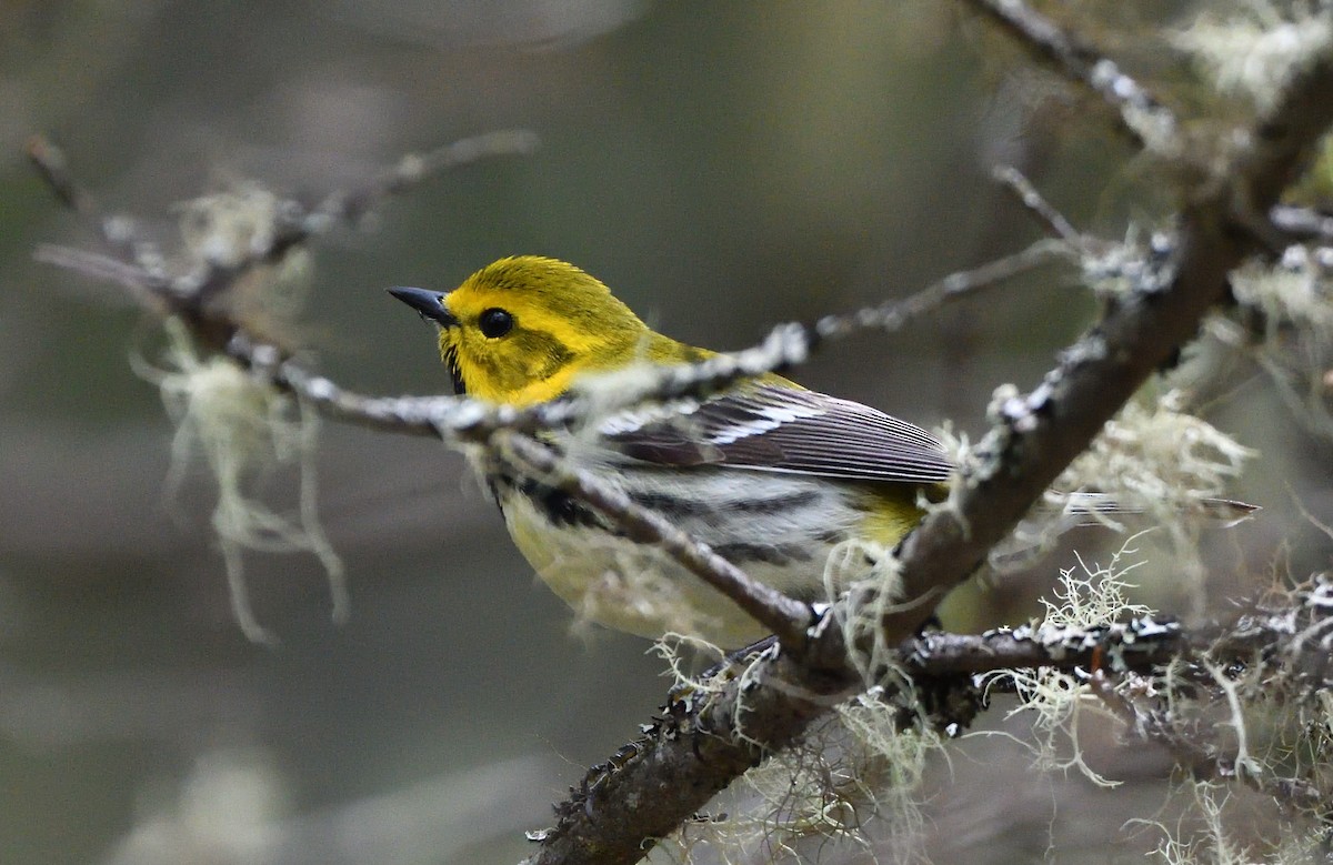 Black-throated Green Warbler - Sylvain Dallaire